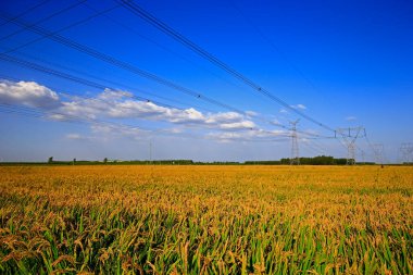 Sonbahar pirinç tarlaları 