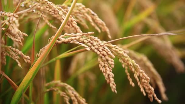 Ώριμο Αγρόκτημα Ρυζιού Στη Χώρα Ρύζι Ταλαντεύεται Στον Άνεμο — Αρχείο Βίντεο