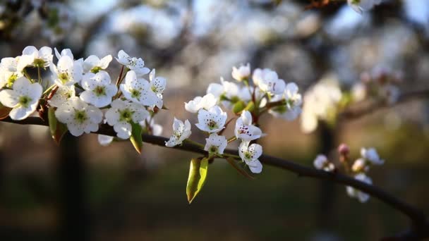 Blooming Pear Flower Very Beautiful — Stock Video