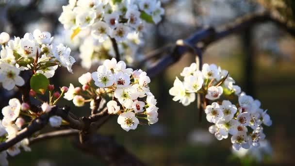 Flor Pera Floreciente Muy Hermosa — Vídeo de stock