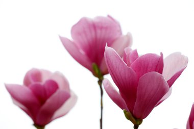 Peach blossom,Very beautiful