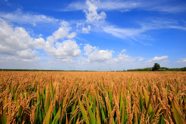 Höstens Risfält — Stockfoto