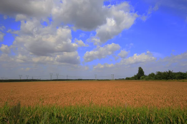 Autumn Rice Fields Harvest — Φωτογραφία Αρχείου