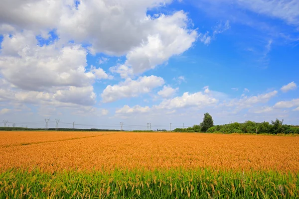 Autumn Rice Fields Harvest — Φωτογραφία Αρχείου