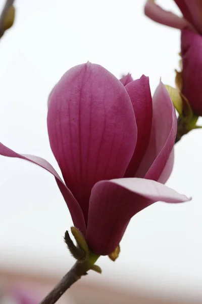 Blooming Magnolia Flower Very Beautiful — Stock Photo, Image