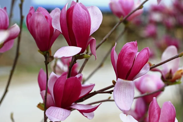 Blooming Magnolia Flower Very Beautiful — Stock Photo, Image