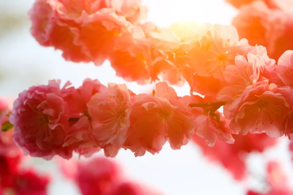 盛开的樱花 非常美丽 — 图库照片