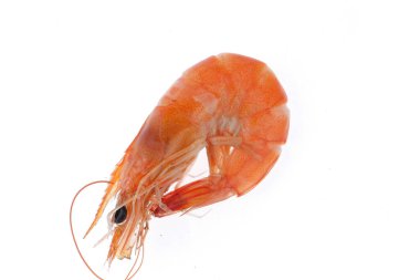 Fresh prawns in a white background