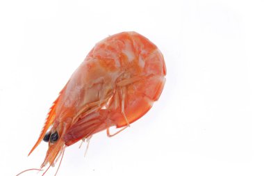 Fresh prawns in a white background
