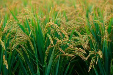 Sonbahar pirinç tarlaları