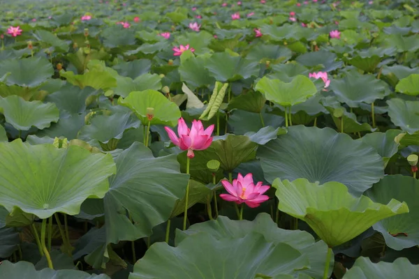 Blooming Lotus Flowers Water — Stock Photo, Image