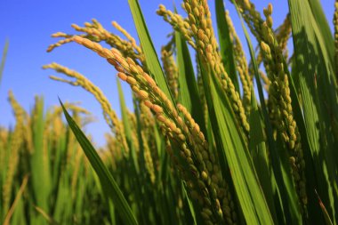 Sonbahar pirinç tarlaları