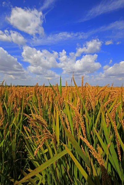 Höstens Risfält — Stockfoto