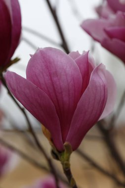 Blooming pink magnolias, very beautiful