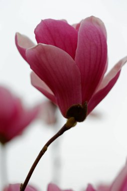 Blooming pink magnolias, very beautiful