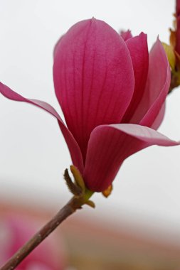 Blooming pink magnolias, very beautiful