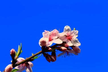 Pink peach blossom in full bloom