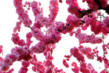 Peach blossom,Very beautiful