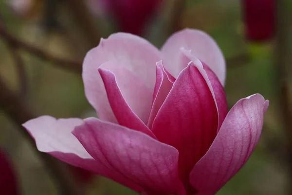 Blooming Pink Magnolias Very Beautiful — Stock Photo, Image