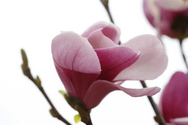 Blommande Rosa Magnolier Mycket Vacker — Stockfoto