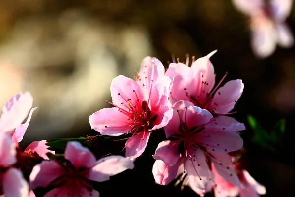 Peach Blossom Very Beautiful —  Fotos de Stock