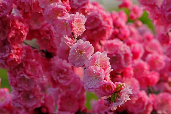 Peach Blossom Very Beautiful — Zdjęcie stockowe