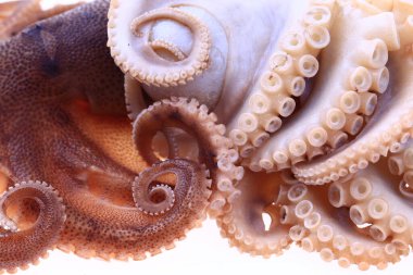 Beyaz arkaplanda ahtapot