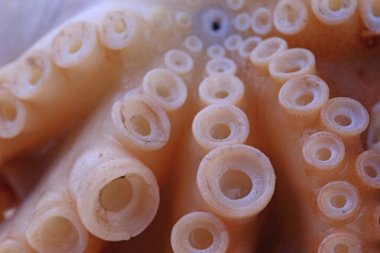 Beyaz arkaplanda ahtapot