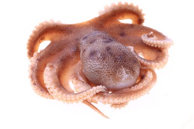 Beyaz arkaplanda ahtapot