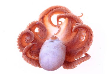 Beyaz arkaplanda ahtapot