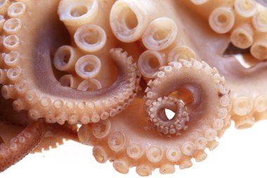 Beyaz arkaplanda ahtapot