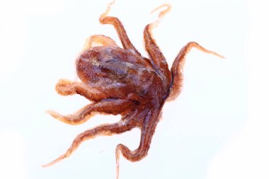 Beyaz arkaplanda ahtapot