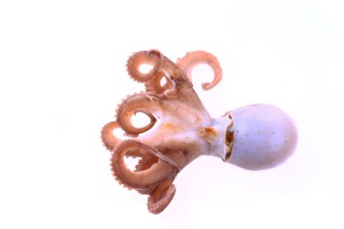 Beyaz arkaplanda ahtapot