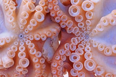 Beyaz arkaplanda ahtapot