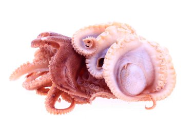 Beyaz arkaplanda ahtapot