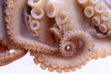 Beyaz arkaplanda ahtapot