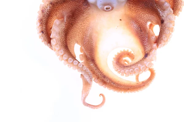 Octopus White Background — Stock Photo, Image