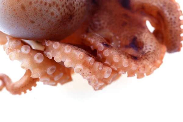 Pulpo Sobre Fondo Blanco —  Fotos de Stock