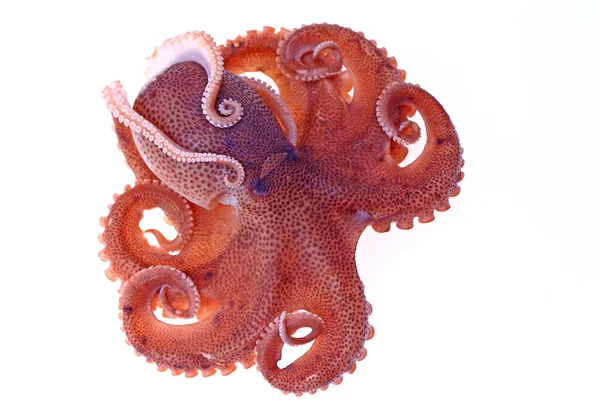 Pulpo Sobre Fondo Blanco — Foto de Stock