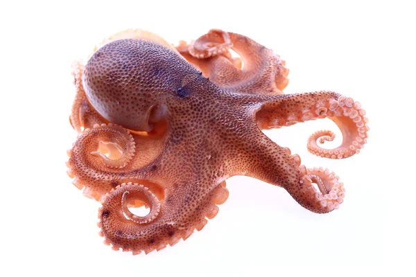 Octopus White Background — Stock Photo, Image