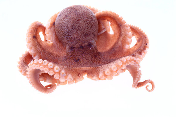 Осьминог на белом фоне