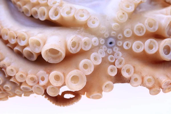 Octopus Een Witte Achtergrond — Stockfoto