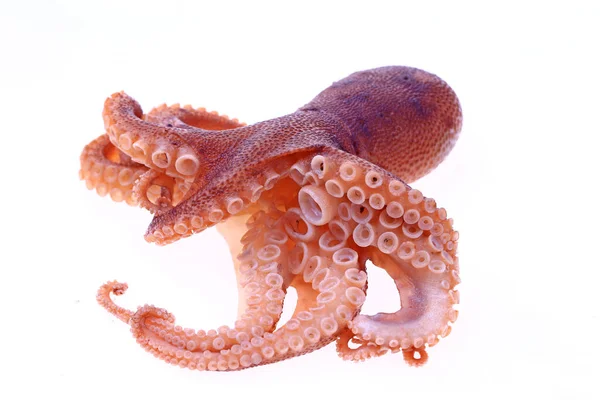 Pulpo Sobre Fondo Blanco — Foto de Stock