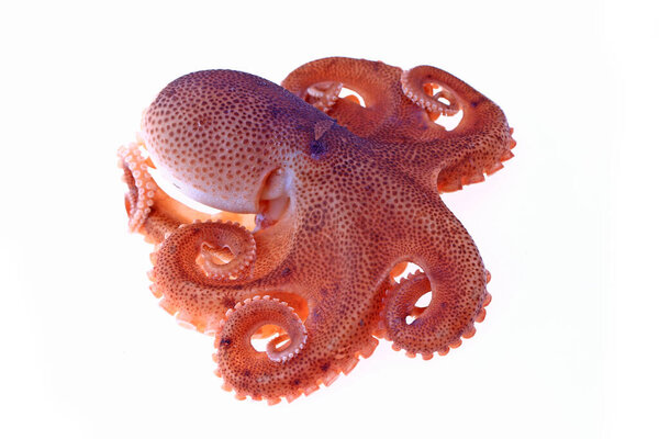 Осьминог на белом фоне