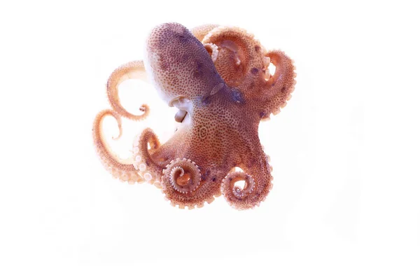 Pulpo Sobre Fondo Blanco — Foto de Stock