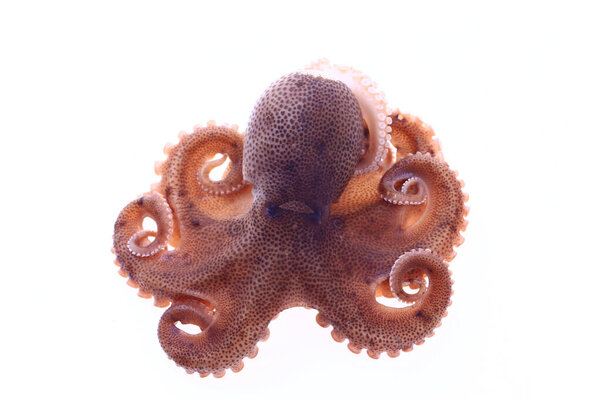 Осьминог на белом фоне