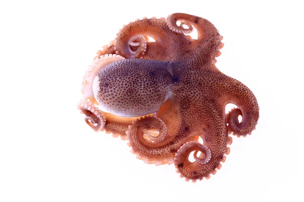 Pulpo Sobre Fondo Blanco — Foto de Stock