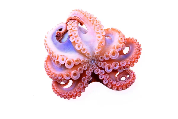 Pulpo Sobre Fondo Blanco — Foto de Stock