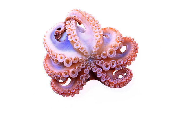 Осьминог на белом фоне