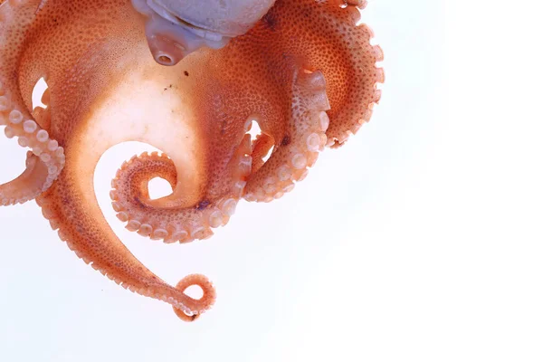 Pulpo Sobre Fondo Blanco — Foto de Stock